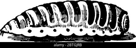 The fully-grown larva of the Sheep Botfly, Estrus ovis species, that has distinct dark circular spots on one part of its body, vintage line drawing or Stock Vector