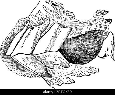 Jaw of young castrated male horse (side view)., vintage line drawing or engraving illustration. Stock Vector