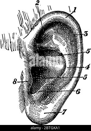 Anatomy of external ear illustration Stock Vector Image & Art - Alamy