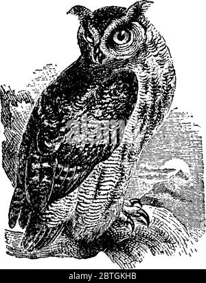 Great Horned Owl, with two big horns, is found in many parts of the world, vintage line drawing or engraving illustration. Stock Vector