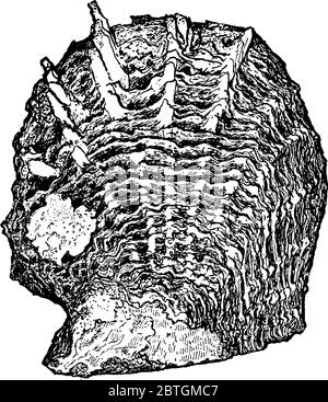 figure shows a shell of oyster, it is made of calcium carbonate and organic material, vintage line drawing or engraving illustration. Stock Vector