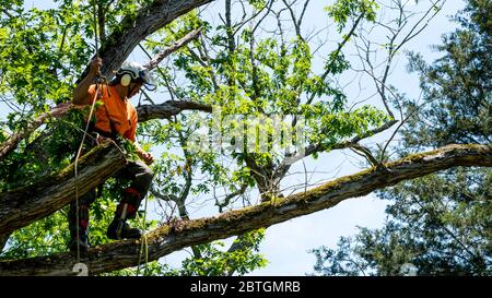 Worker in orange shirt climbing in tree cutting off dead branches in North Carolina Stock Photo