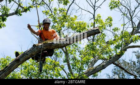 Worker in orange shirt climbing in tree cutting off dead branches in North Carolina Stock Photo