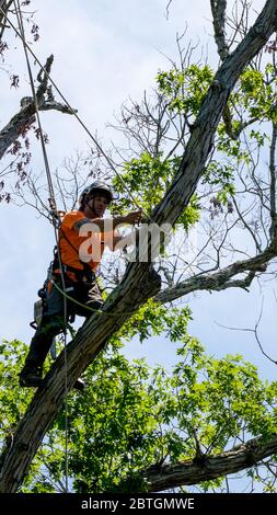 Worker in orange shirt climbing in tree cutting off dead branches in North Carolina Stock Photo