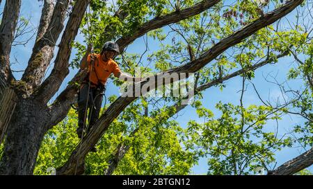 Worker in orange shirt climbing in tree cutting off dead branches in North Carolina Stock Photo
