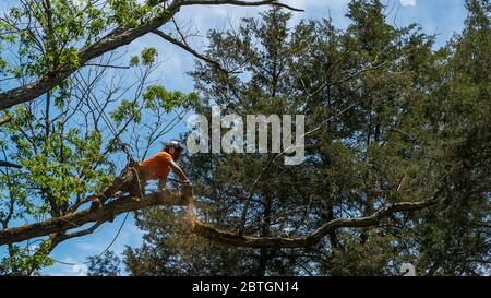 Worker in orange shirt climbing in tree cutting off dead branches in North Carolina Stock Photo