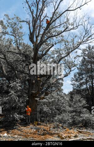 Worker standing in orange shirt at bottom of tree while worker is up in tree cutting off dear branches in North Carolina Stock Photo