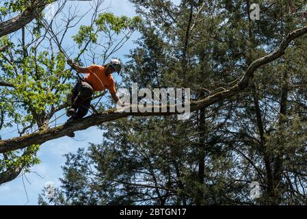Worker in orange shirt climbing in tree cutting off dead branches in North Carolina Stock Photo