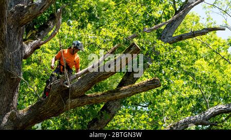 Worker in orange shirt climbing in tree cutting off dead branches in North Carolina Stock Photo
