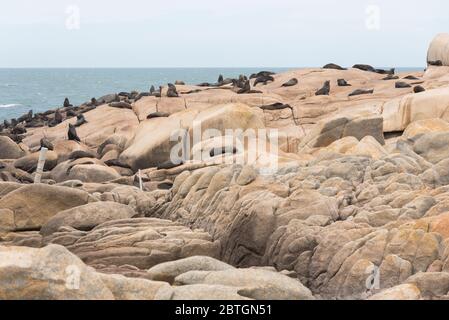 South American fur seals, Arctocephalus australis, and South American sea lions, Otaria flavescens, on a rocky shore in the reserve of Cabo Polonio, R Stock Photo