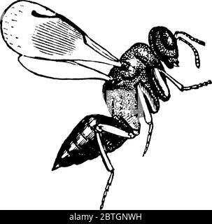 The side view of Semiotellus chalcidiphagus. a, female, that resembles an ant, vintage line drawing or engraving illustration. Stock Vector