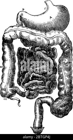 A typical representation of the abdominal part of the alimentary canal, in the human digestive system, with its parts labelled, vintage line drawing o Stock Vector