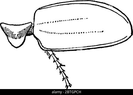 May Beetle is red-brown beetle having shiny wing covers, also known as June Bug. This figure represent Mesothorax of May Beetle, vintage line drawing Stock Vector