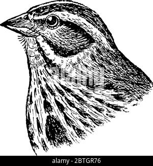 https://l450v.alamy.com/450v/2btgr76/the-song-sparrow-a-medium-sized-american-sparrow-usually-they-have-a-brown-cap-and-a-long-brown-rounded-tail-their-face-is-grey-with-a-streak-thro-2btgr76.jpg