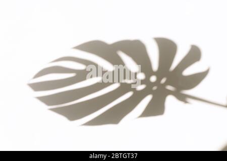 Monstera leaf shadow overlay on white wall background. Shadow of tropical leaves on the white wall. Big tropical plants, vines monstera. Stock Photo