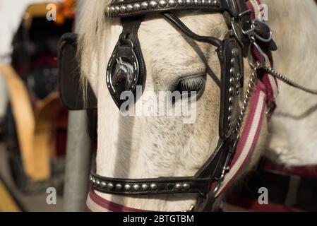 Head of a white horse with blinkers. Close up image Stock