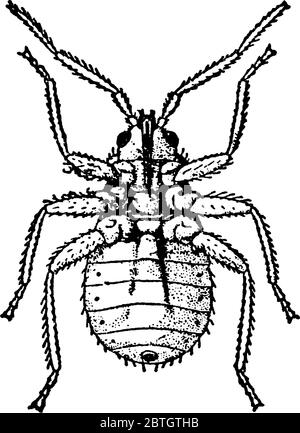 Bedbug, with its parts labelled, vintage line drawing or engraving illustration. Stock Vector