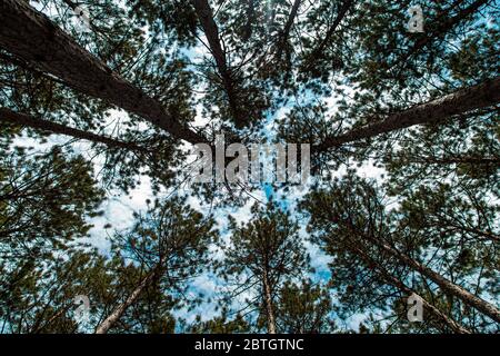 A low-angle view looks up at tall evergreen pine trees in a forest with a cloudy blue sky overhead. Stock Photo