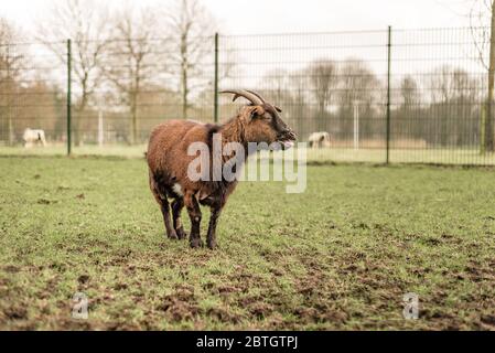 A domestic pet goat with horns stands in a field bleating Stock Photo