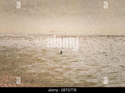 A butterfly standing on sewage at a water treatment facility Stock Photo