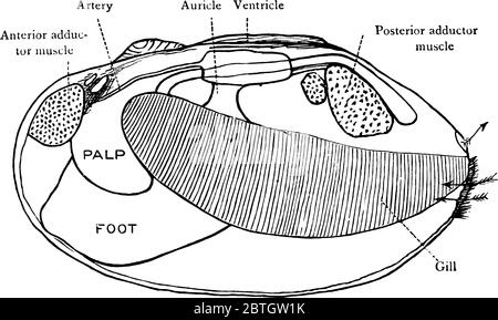 Clam is a bivalve molluscs, sea creature with a shell in two parts that ...