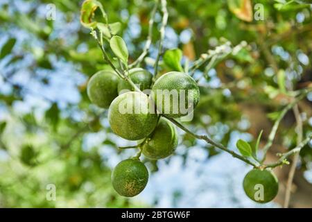 Beautiful and fresh green unripe tangerines on a branch in the summer against the blue sky. Stock Photo