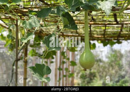 Calabash, Long gourd, Ornamental gourds (fancy pumpkin) growing on the vine in organic garden. Lagenaria siceraria, Green Chayote on tree being ingred Stock Photo