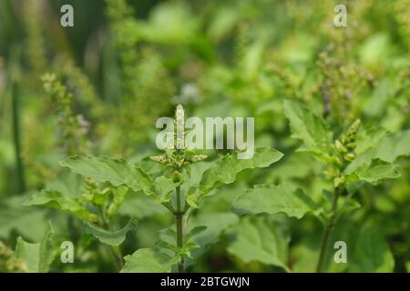 fresh Holy basil organic growing in the vegetable garden plant