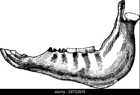 Jaw of young uncastrated male horse (side view)., vintage line drawing or engraving illustration. Stock Vector