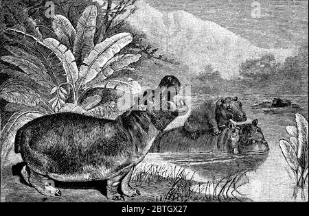 Hippopotamus or hippo, vintage engraved illustration. Natural History ...