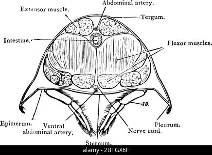 Crayfish, also called crawfish, any of numerous crustaceans. This ...