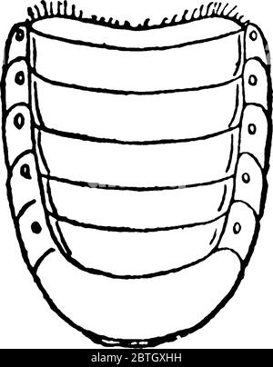 May Beetle is red-brown beetle having shiny wing covers, also known as June Bug. This figure represent Abdomen of May Beetle, vintage line drawing or Stock Vector