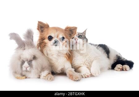 rabit, cat and chihuahua in front of white background Stock Photo