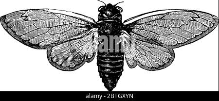 A full-grown cicada fly, characterised by having three joints in their tarsi, and having small antennae with conical bases and three to six segments, Stock Vector