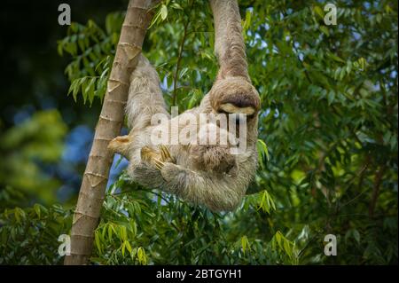 Three-toed sloth mother and young, Bradypus variegatus, in the rainforest beside Gatun lake, Colon province, Republic of Panama. Stock Photo