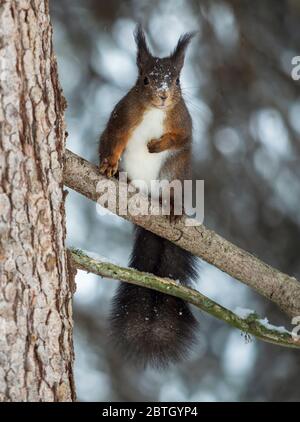 Squirrel in the winter forest Stock Photo