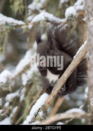 Squirrel in the winter forest Stock Photo