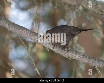 Female Blackbird in the spring forest, Switzerland Stock Photo