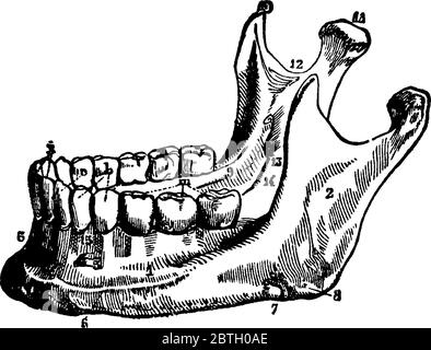 Black and white human skull with a lower jaw Stock Vector Image & Art ...