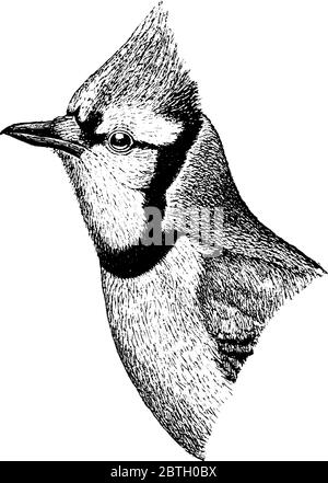 Blue Jay Bird Line Art Stock Illustration - Download Image Now