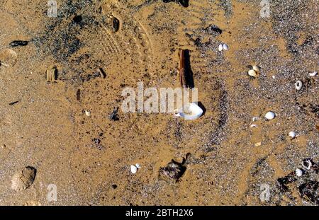 Texture of sea sand surface after low tide Stock Photo