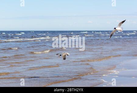Two seagulls flying above the water Stock Photo