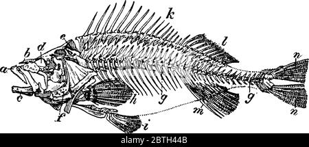 Figure showing a skeleton of perch, perch an consumable freshwater fish with a high spiny dorsal fin, dark vertical bars on the body, vintage line dra Stock Vector