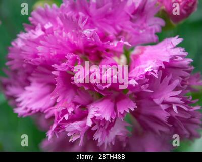 Close up of dianthus plumarius flower Stock Photo