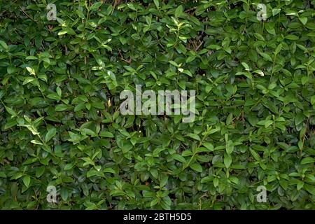 The wall consists of a green hedge , rich beautiful color , can be used as background, texture, backdrop. Stock Photo