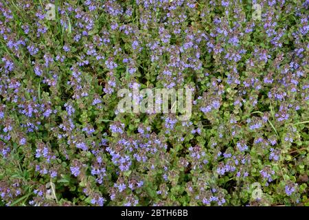 Lush groundcover of Groud-Ivy, blooming with hundreds of small bluish-violet flowers Stock Photo