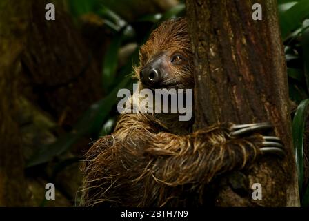 Southern Two-toed Sloth - Choloepus didactylus, beautiful shy slow mammal from South American forests, Brazil. Stock Photo