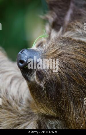 Southern Two-toed Sloth - Choloepus didactylus, beautiful shy slow mammal from South American forests, Brazil. Stock Photo