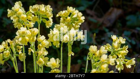 sunny illuminated yellow cowslip flowers in dark back Stock Photo