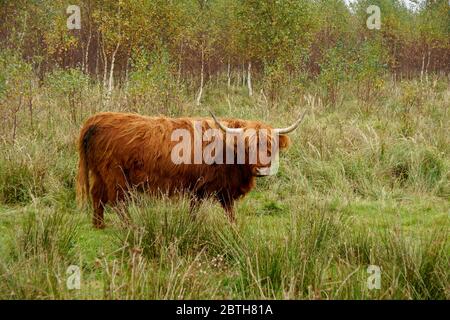 Scottish Highlander cow with long horns Stock Photo